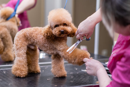 Devoted dog groomer using scissors to give a puppy poodle a professional haircut at a pet salon close upの写真素材
