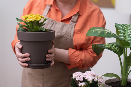 young gardener woman in apron holding pot with primrose yellow flower at home garden. Concept of hobby and leisure timeの写真素材