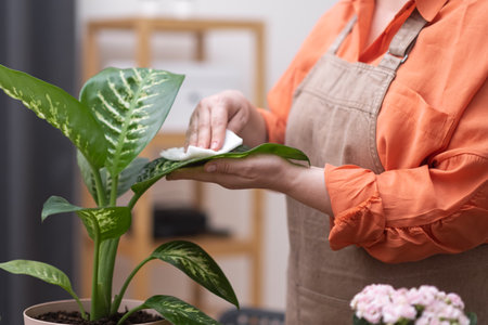 woman in apron wiping cleaning dieffenbachia plant leaf, hobby of home gardening and house plant interior decoration is new trend,の写真素材