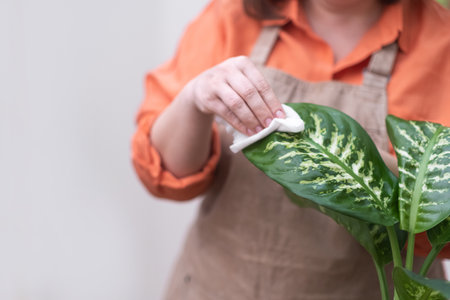 A woman meticulously cleaning and wiping the leaves of her indoor plants, ensuring they are free from dust and debris for optimal health and beauty.の写真素材