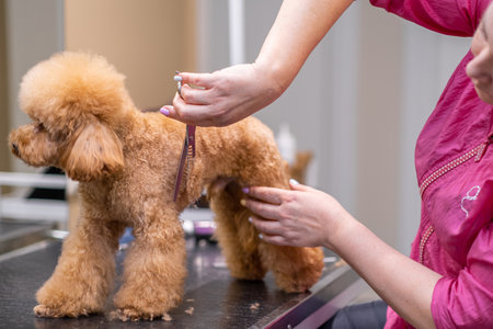A dog receiving professional care from a skilled groomer at a pet salon, who holds scissors and other toolsの写真素材