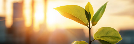 Green leaves symbolize eco friendliness, sustainability, and environmental responsibility in urban settings, bathed in the warm glow of a sunsetの素材