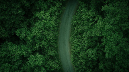 Aerial view of a narrow path winding through a dense forest, creating a striking contrast between the gray of the path and the vibrant green of the surrounding treesの素材