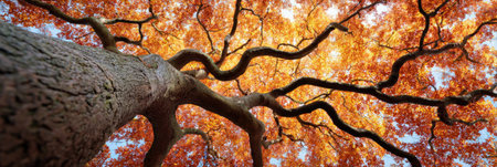 Low angle view of a majestic tree with vibrant orange and red autumn leaves, its branches reaching towards the sky on a beautiful fall day, creating a stunning natural spectacleの素材