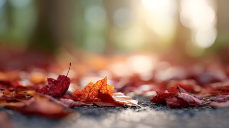 Warm sunlight illuminating fallen autumn leaves creates a vibrant carpet on the ground, highlighting the stunning beauty and rich colors of the fall season in natures landscapeの素材