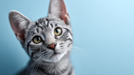 Gray tabby kitten, a young domestic pet, looking directly at the camera with wide, curious green eyes, its striped fur and whiskers prominent on a soft blue backgroundの素材