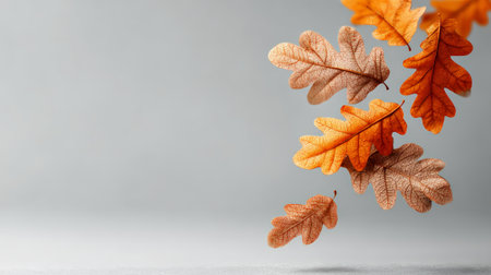Several vibrant orange and brown oak leaves gracefully falling against a soft gray backdrop, creating a serene and evocative autumnal scene with copy spaceの素材