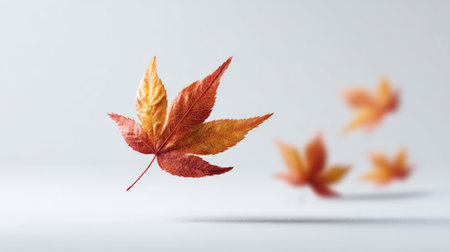 Vibrant orange and red maple leaves gracefully falling against a minimalist white backdrop, evoking a serene autumn scene filled with the beauty and transition of the seasonの素材