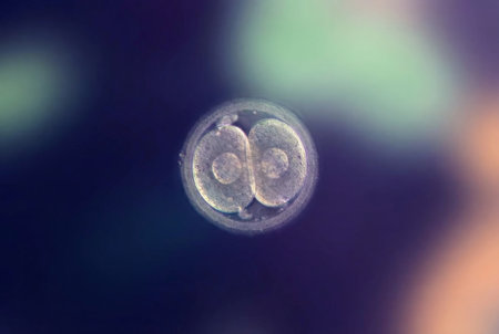 Human preimplantation embryo developing during in vitro fertilization, revealing the initial stages of cellular mitosis and supporting reproductive scienceの素材