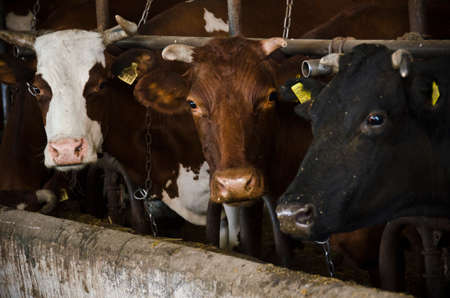 The dairy cows are eating at the farmのeditorial素材