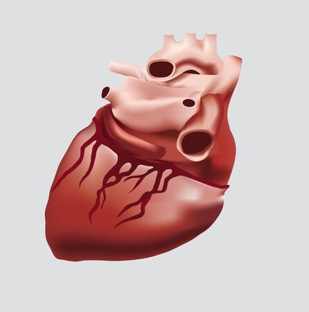 Human heartのイラスト素材