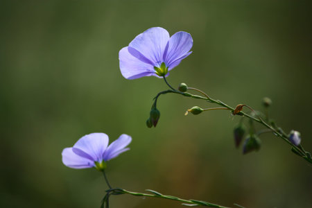 Blue flowers in the field. blurred background of nature.の写真素材