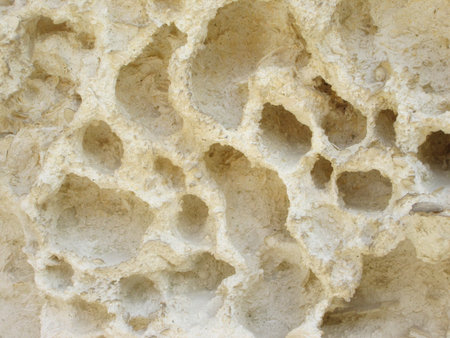Ammonite prehistoric fossil on a rock, white relief background