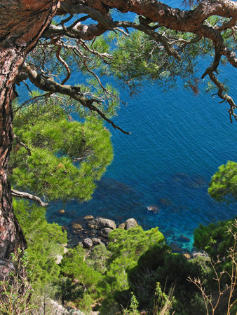 Ornate tree branches on the background of a blue sea bay, top view. High quality photoの写真素材