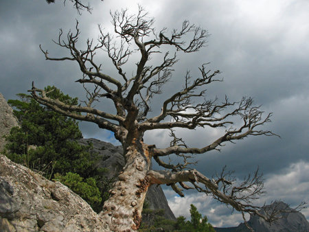 Southern coniferous tree with a spreading crown against the background of dark storm clouds,...