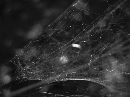 white spider web threads on dark background, stylish black and white background