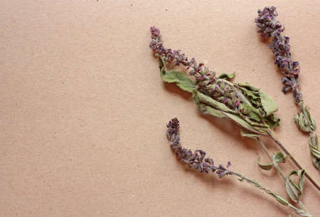 dried sage flowers on a paper background. High quality photoの写真素材
