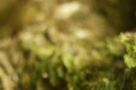 Bokeh blurred forest background of green plants. High quality photo