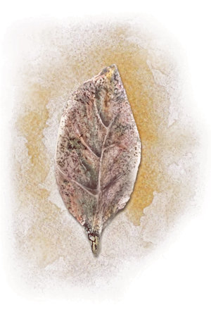 Watercolor art drawing of a tree leaf isolated on a white background. Hand-painted on paper. Vector...