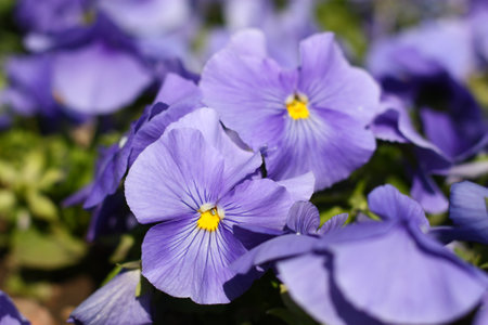 purple flowers, close-up in the garden. High quality photoの写真素材