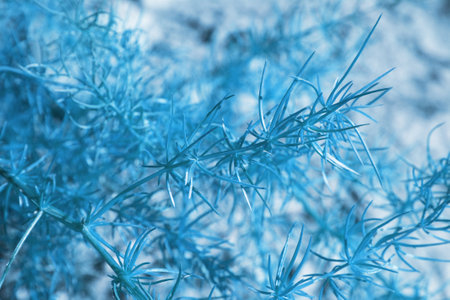 winter natural floral background. High quality photoの写真素材
