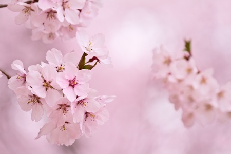 Cherry blossoms   の写真素材