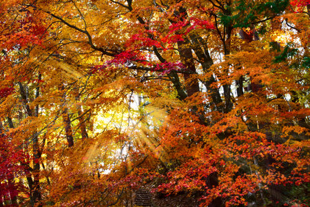 Sunlight streaming through the autumn leaves 