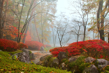 Autumn, misty landscape の写真素材