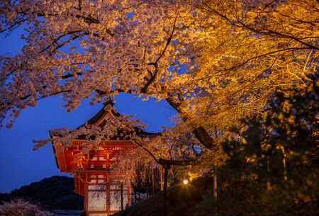 The branches of cherry blossoms against a background of the evening Kyoto.の写真素材