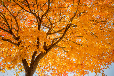 Japanese colorful maple in autumn.の写真素材