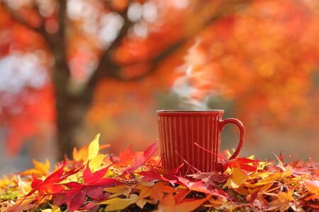 Hot steaming cup of coffee / tea on autumn leaves with beautiful tree on the background. (Place for text, shallow DOF).の写真素材