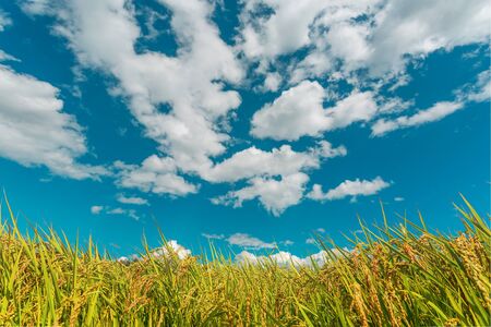 Rice field and blue sky with white clouds.の写真素材