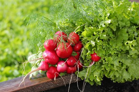 Bunch of radishes, dill and lettuce on wooden boardの写真素材