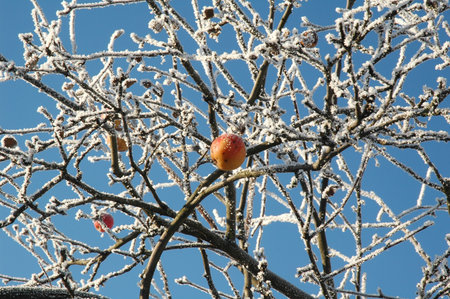 The Christmass apple.の写真素材