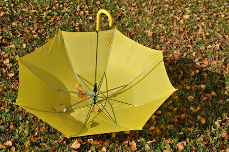 Autumn etude with a yellow umbrellaの写真素材