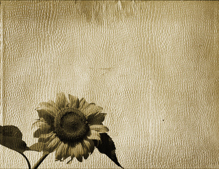 The old relief turned yellow paper with the image of a sunflowerの写真素材