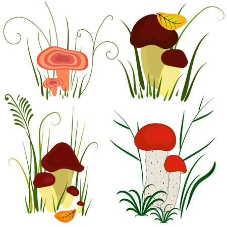 Set of various mushrooms on white (vector)のイラスト素材
