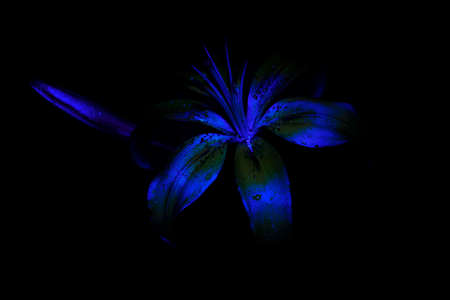Daylily, Lily flower with water drops on a black background. UV, ultraviolet, fluorescent light. Close-upの写真素材