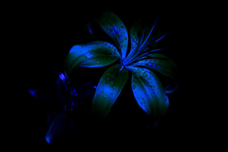 Daylily, Lily flower with water drops on a black background. UV, ultraviolet, fluorescent light. Close-upの写真素材