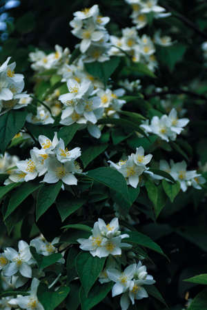 Close-up of a garden jasmine bush with white flowers and deep green leavesの写真素材