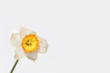 Withering white daffodil flower isolated on gray background