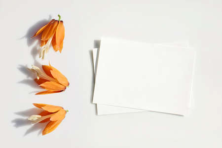 Mockup poster or flyer for presentation, stationery and orange flowers with shadows on a gray background in a elegant modern minimalist style. Congratulations blank, business card or invitation.の写真素材
