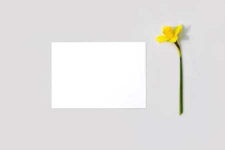 Mockup poster or flyer for presentation, white sheet of paper and daffodil flower with hard shadow on a gray background in a elegant modern minimalist style. Congratulations blank or invitationの写真素材