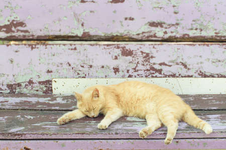 Ginger cat sleeps on an old bench on the streetの写真素材