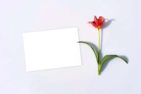 Mockup poster or flyer for presentation, white sheet of paper and tulip flower with hard shadow on a gray background in a elegant modern minimalist style. Congratulations blank, stationeryの写真素材