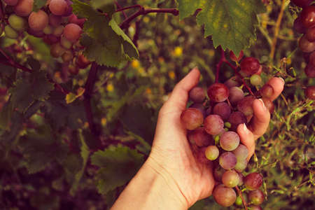 Female hand with a bunch of red grapes. Top view. Harvesting. Farming.の写真素材
