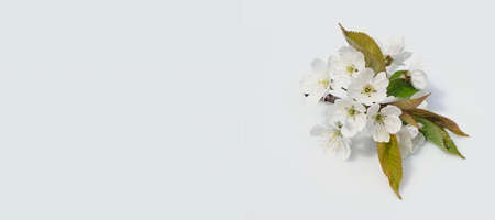 Spring banner. A sprig of blooming pear white flowers on a gray background. Top view with copy spaceの写真素材