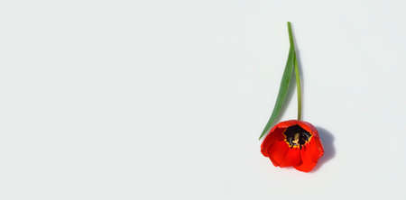 Red tulip flower with hard shadow, bright light. Isolated on gray background. Banner, copy space, top view.の写真素材