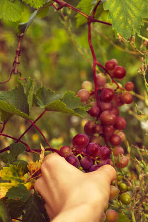 Female hand with a bunch of pink grapes. Harvesting. Winemaking. Farming.の写真素材