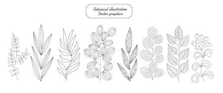 Botanical set, hand drawn. Tree and herbal branches with different leaves and berries. Natural graphic elements for your design of, greeting cards, gift packaging. decoration of a blog or website pageのイラスト素材